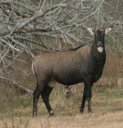 Nilgai-40.jpg