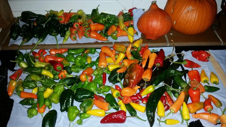 November Chillies.jpg