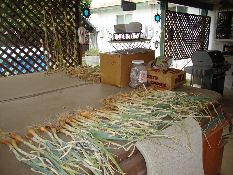 Onions&GarlicDrying.JPG