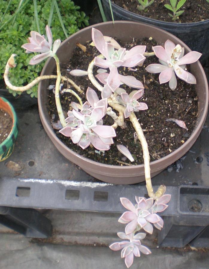 P6220013 (2).JPG