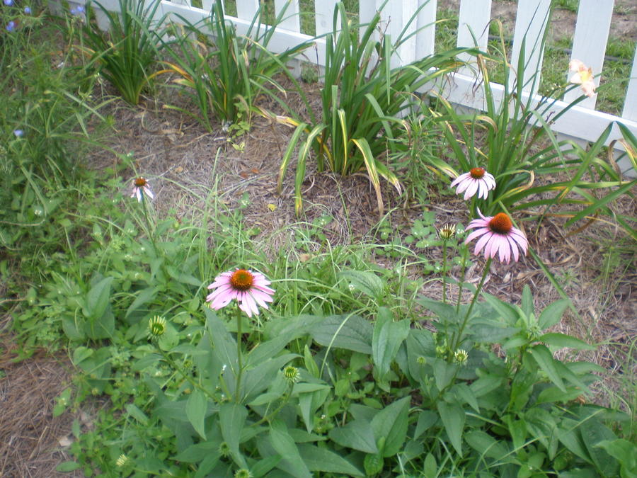 P6220018.JPG