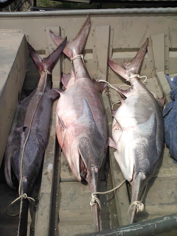 paddlefish_harvested_boat_3-8-13.jpg