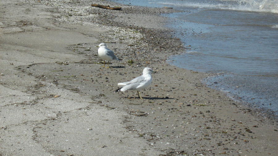 parkday with the kids 011.JPG