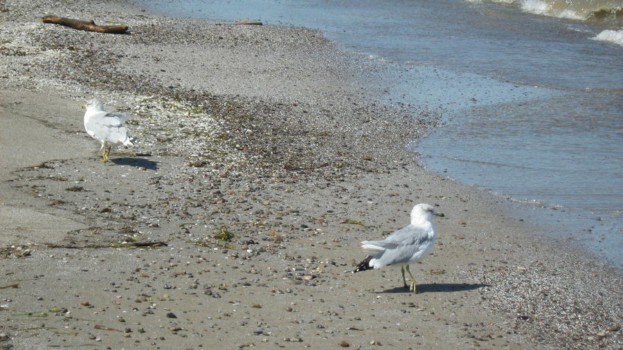 parkday with the kids 012.JPG