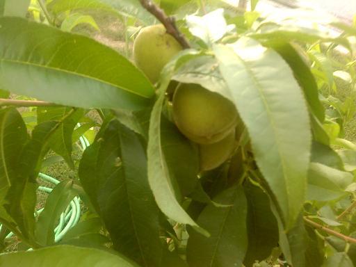 peaches.jpg