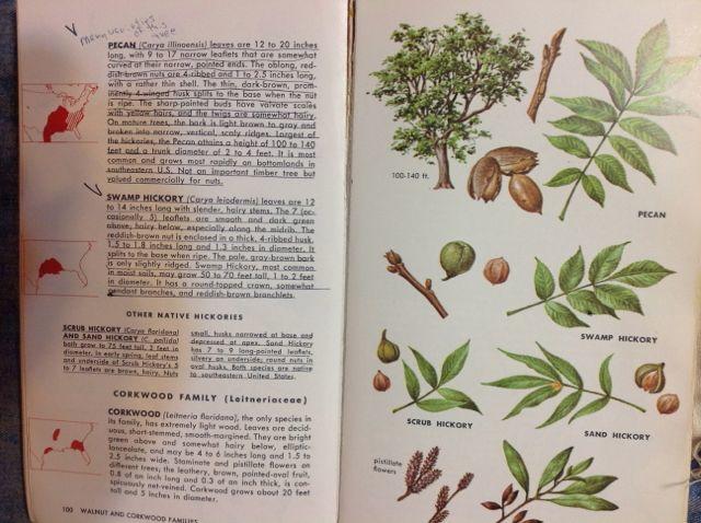 pecan.jpg