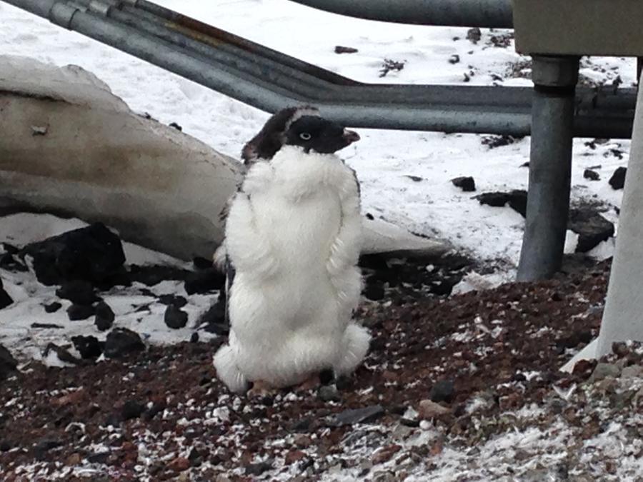 penguins intake 013.JPG