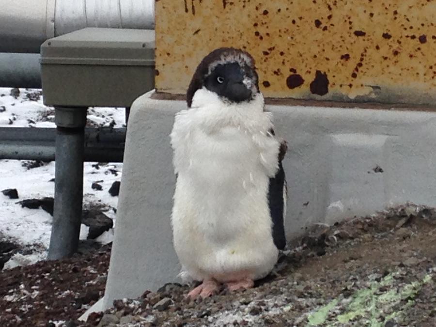 penguins intake 015.JPG