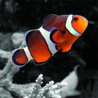 percula+clownfish.jpg
