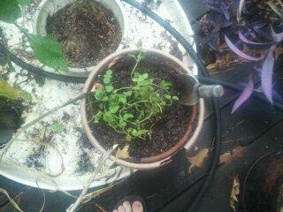 pictures7 29 10 142.jpg