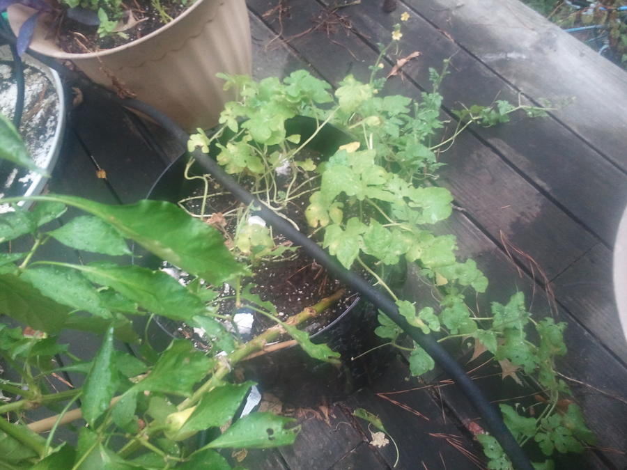 pictures7 29 10 144.jpg