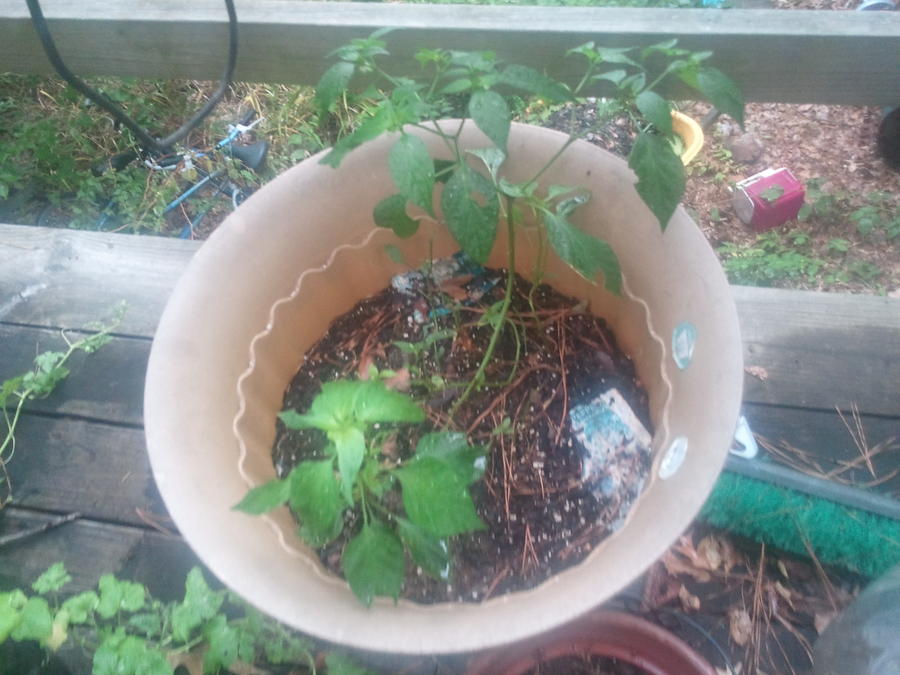 pictures7 29 10 146.jpg