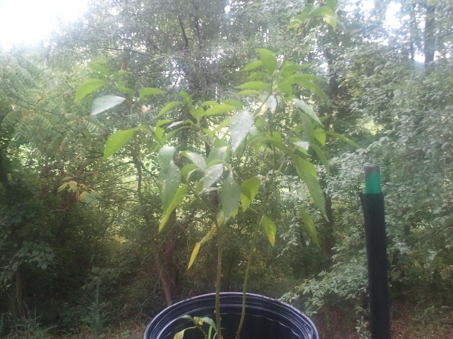 pictures7 29 10 147.jpg