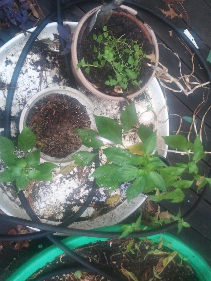 pictures7 29 10 156.jpg