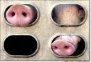 pig.jpg