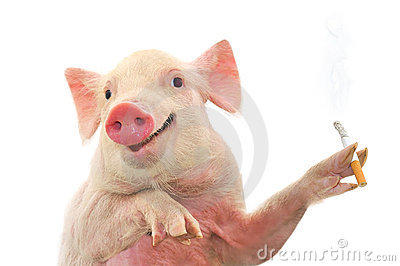 pig-smoking-cigarette-thumb17050981.jpg