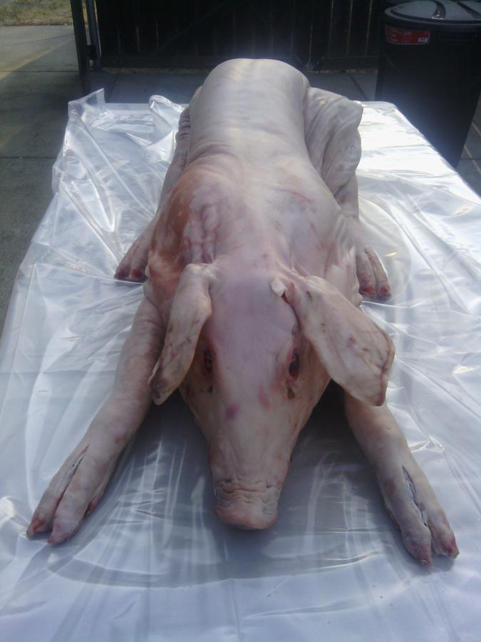Pig3.jpg