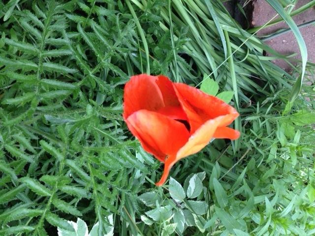 poppy.JPG