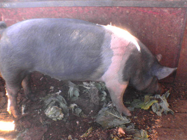 Porkula.jpg