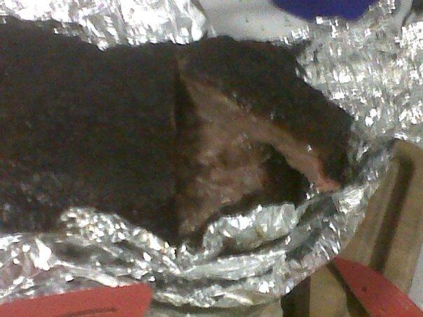 Pull apart tender.jpg