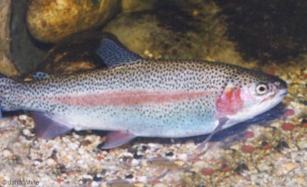 rainbowtrout%20fig2.jpg