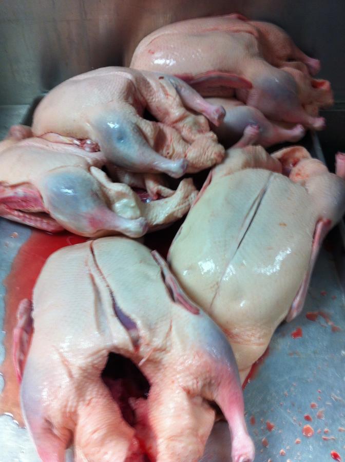 Raw Ducks.jpg