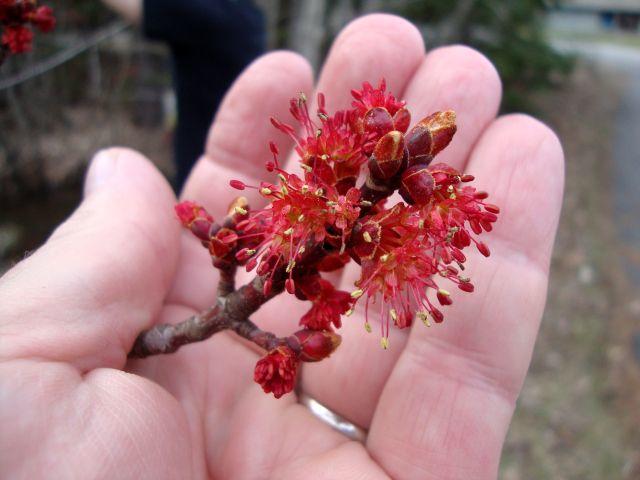 red maple flowers (1).JPG