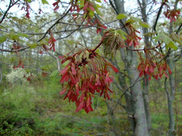 red maple seeds (2).JPG