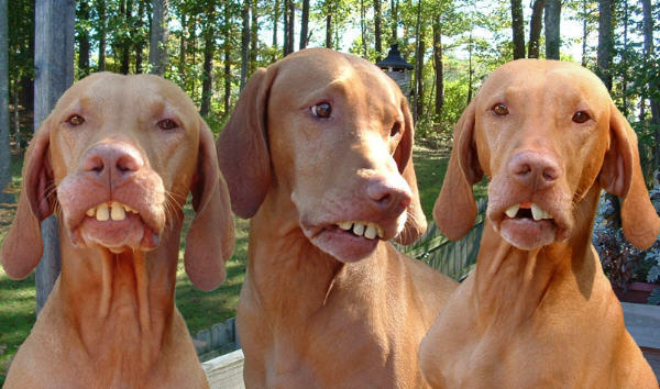 redneck_dog_teeth_3.jpg