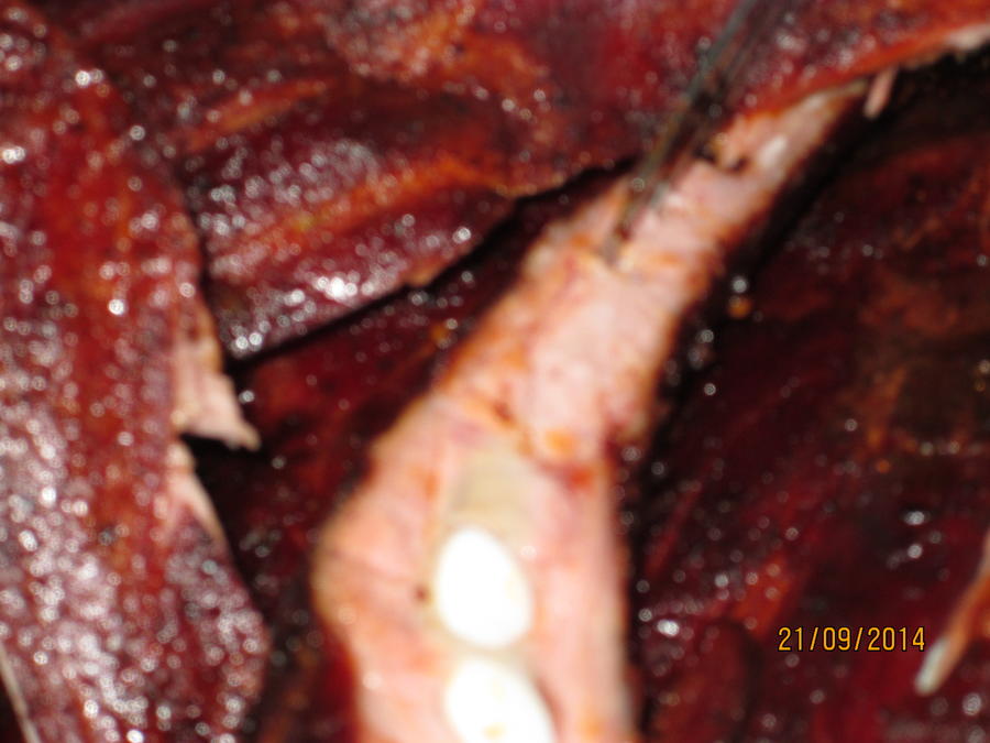 Ribs 015.JPG