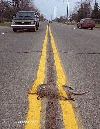 road_kill_lane.jpg