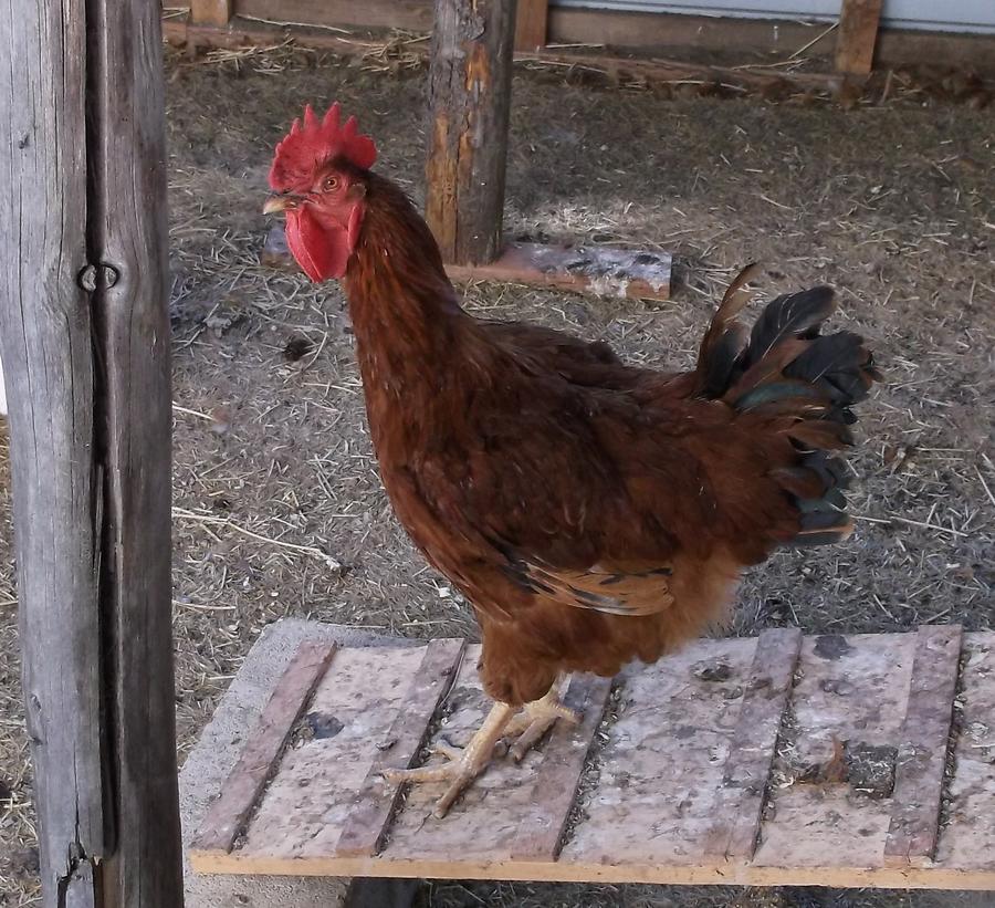 Rooster 2014-9-12.JPG