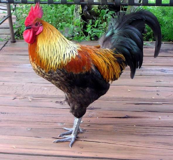 Rooster.jpg
