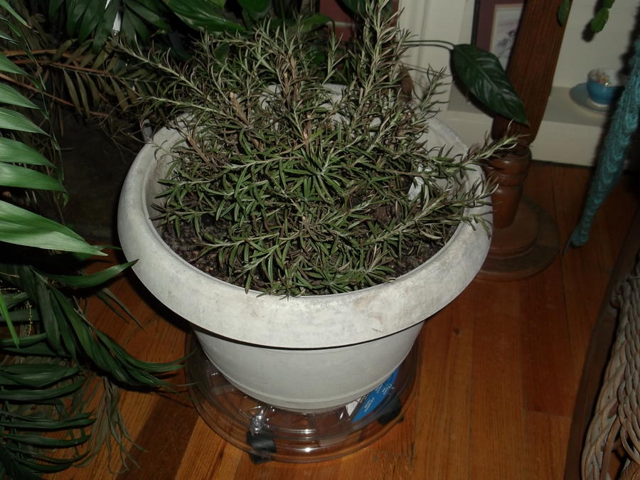 Rosemary.jpg