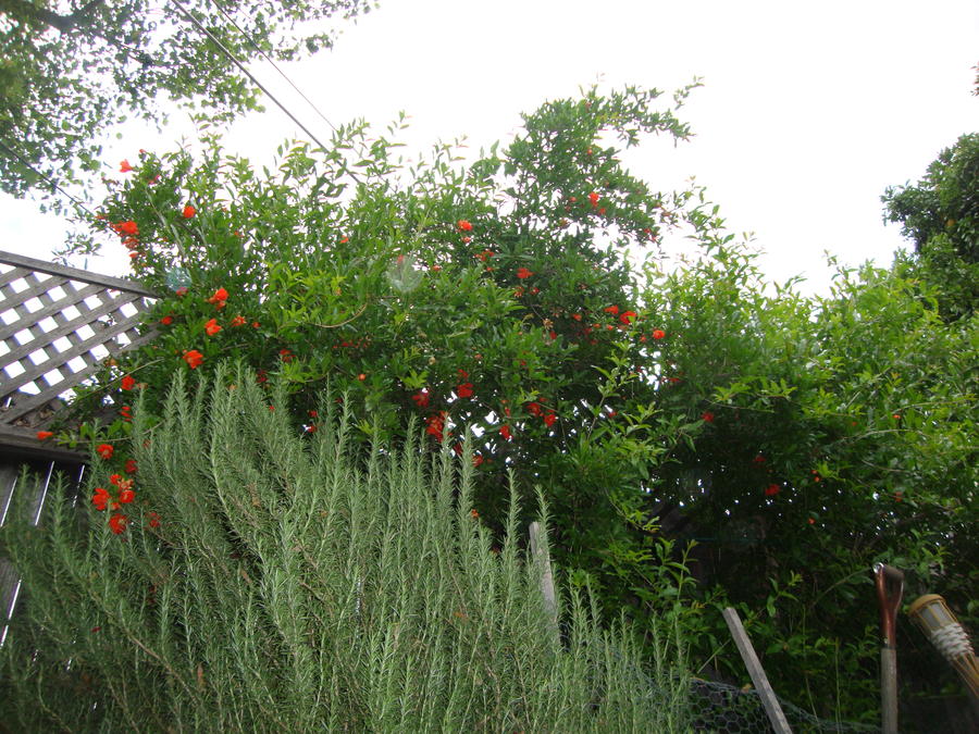 Rosemary&Pomegranate.JPG