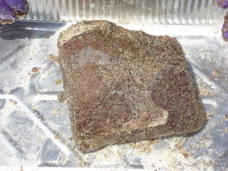 Rump, Butts and Loaf 04172011 006.JPG