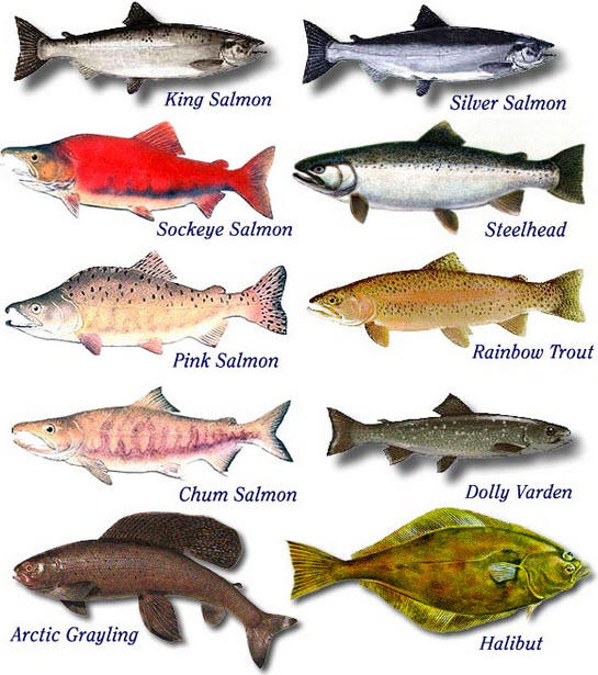 Salmon1.jpg