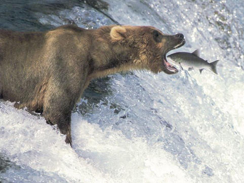 salmon_bear.jpg