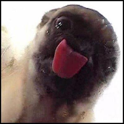 screen_cleaning_pug.jpg