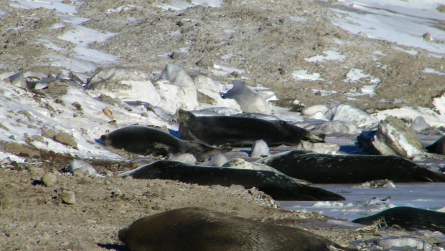 Seals 009.JPG