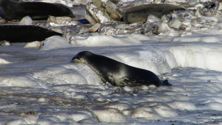 Seals 015.JPG