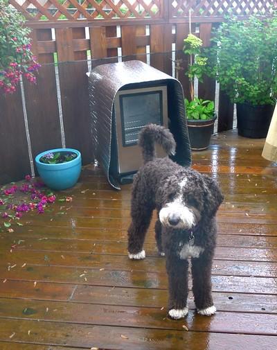 Seasoning in the rain.jpg