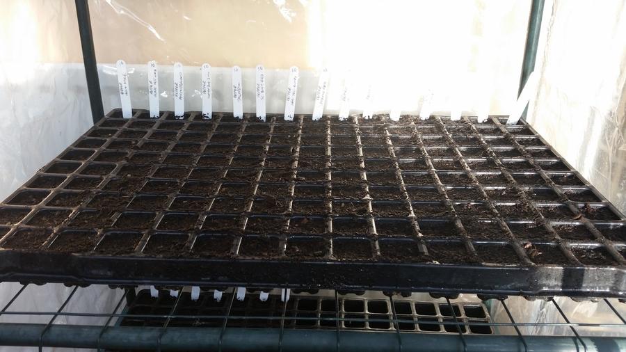 Seed Trays.jpg