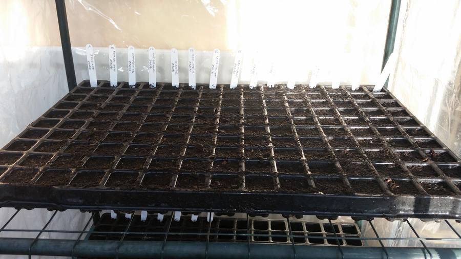 Seed Trays.jpg