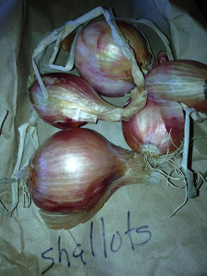 shallots.JPG