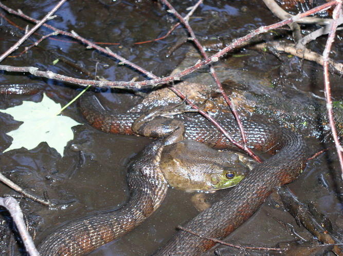 snake eats frog (small).jpg