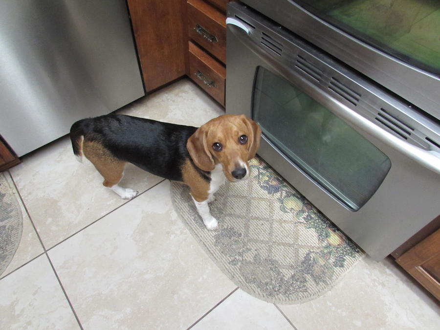 Sophie looking for snacks.JPG