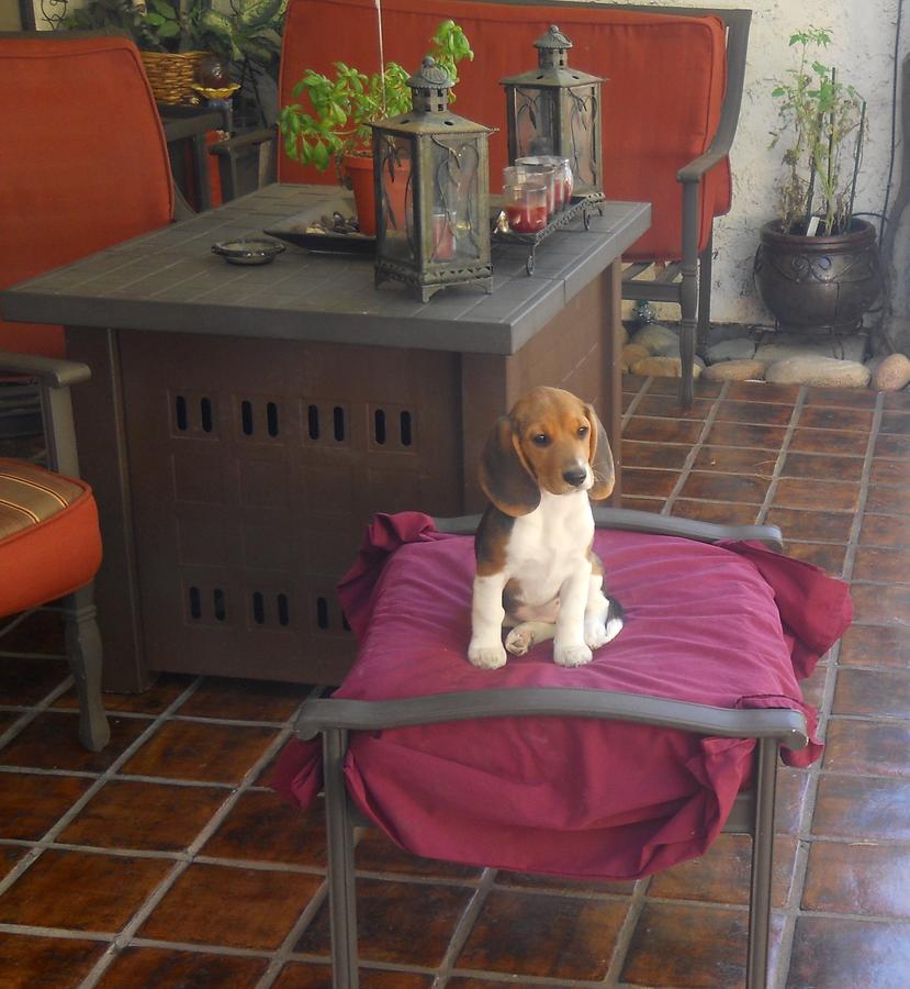 Sophie supervising the smoker.JPG