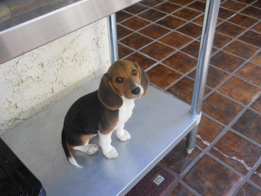 Sophie under my work table.JPG