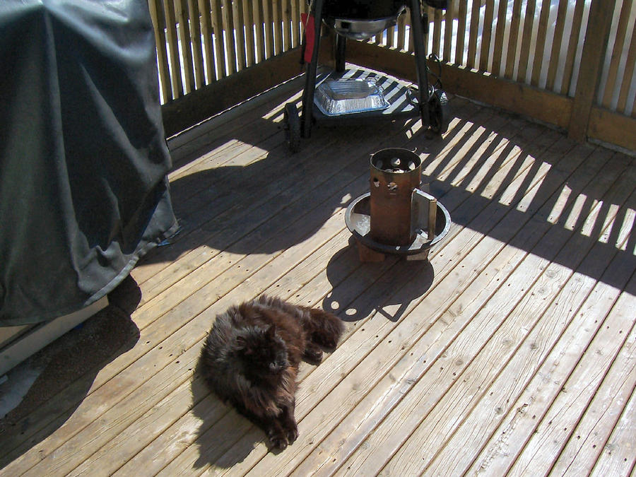 Sous Chef  Black Sabbath the Cat.JPG